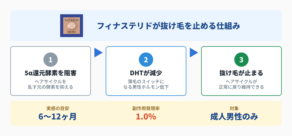 フィナステリドの作用機序:5α還元酵素阻害→DHT減少→抜け毛が止まる